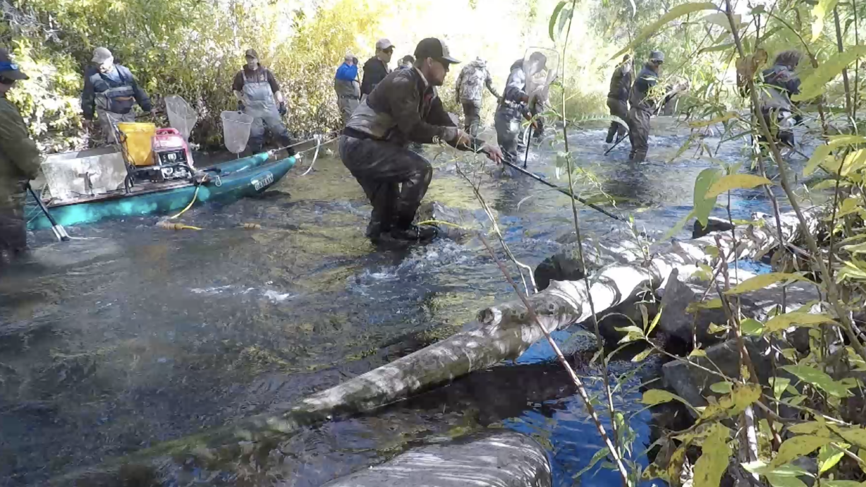 A group of biologists and volunteers collect fish by electrofishing at the Provo River Thursday. The fish were measured and weighed before returning to the river.