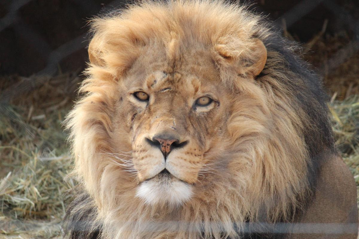 Four out of five of Hogle Zoo's African lions have tested positive for the delta variant of COVID-19, zoo officials announced Monday.