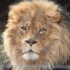 4 of Hogle Zoo's African lions test positive with COVID-19