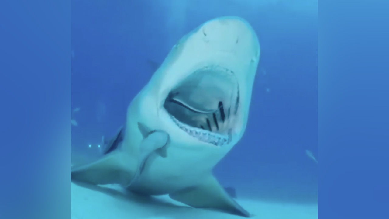 In this episode of "Sharks—They're Just Like Us!" we learn that even sharks have to go to the dentist. The only difference is that their dentists are edible.