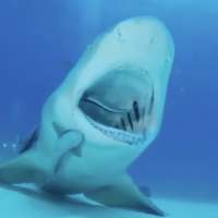 Have You Seen This? Shark takes a trip to the dentist