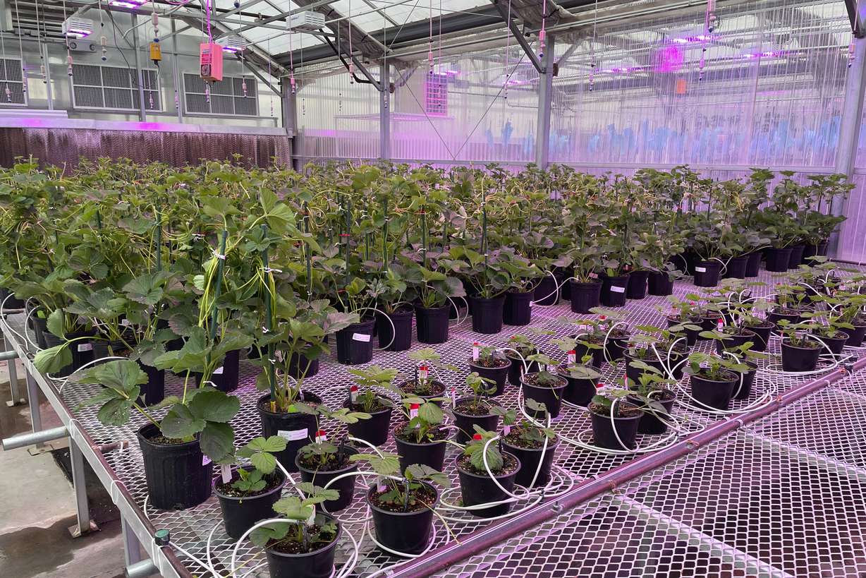 Gene-edited strawberry plants grow in a J.R. Simplot Company greenhouse in Boise, Idaho, on Oct. 22, 2021. On Thursday, Oct. 28, 2021, the company announced a deal with California-based Plant Sciences Inc. to grow genetically modified strawberries that taste better, stay fresh longer and have a longer growing season.