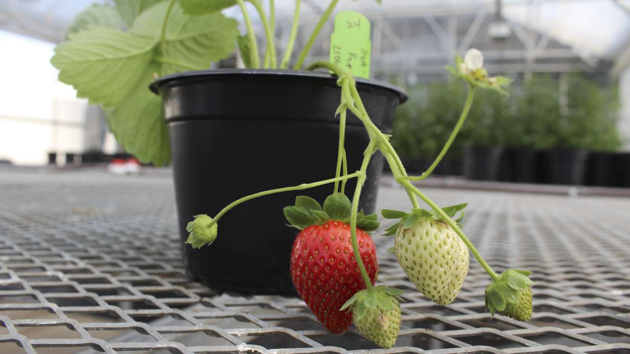 A gene-edited strawberry plant at a greenhouse in Boise, in August. The company announced a deal Thursday with California-based Plant Sciences Inc. to grow genetically modified strawberries that they say will taste better, stay fresh longer and have a longer growing season.