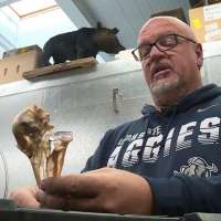 Flesh-eating beetles clean bones in USU veterinary program