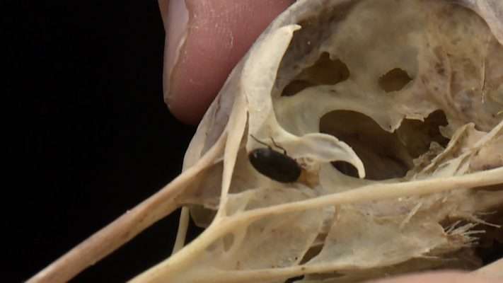 A flesh-eating beetle on a bone at Utah State University.