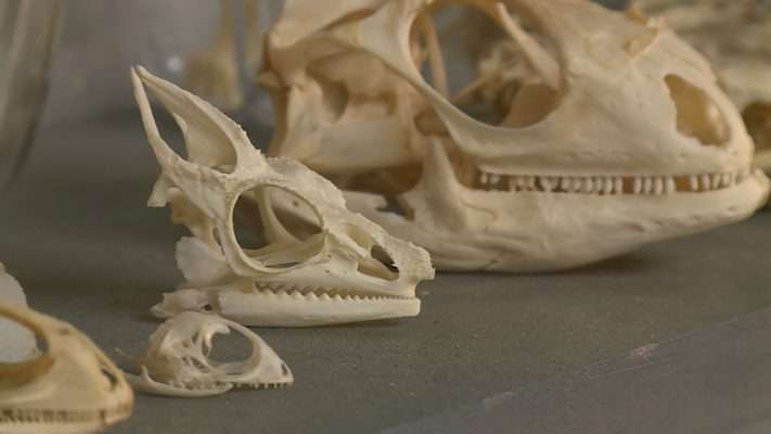 Skulls cleaned by beetles at Utah State University.