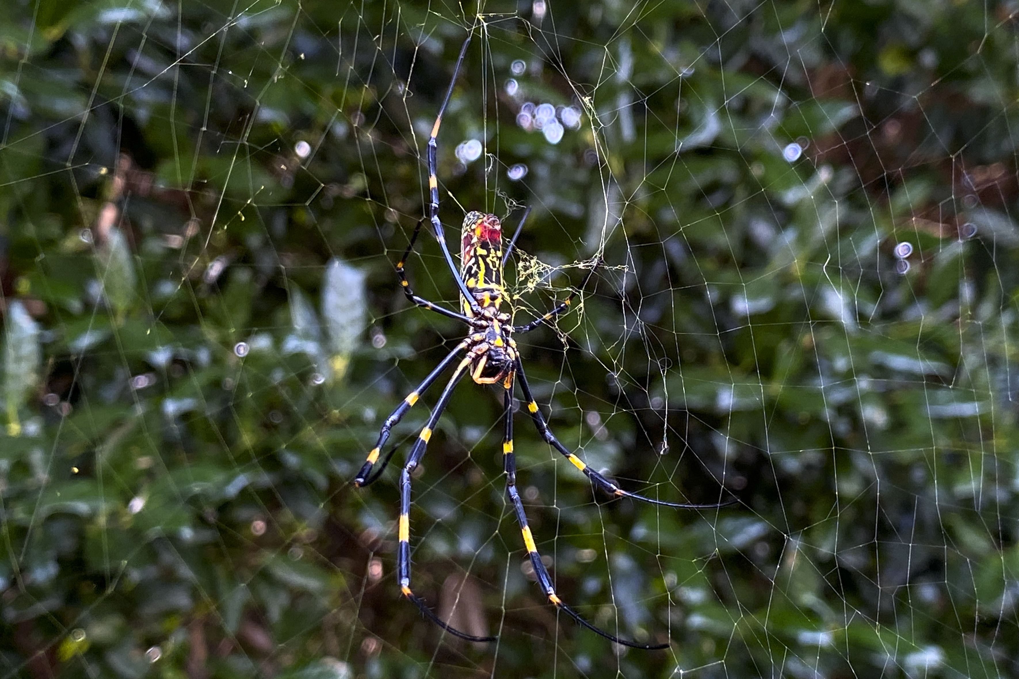The joro spider, a large spider native to East Asia, is seen in Johns Creek, Ga., on Sunday. The spider has spun its thick, golden web on power lines, porches and vegetable patches all over north Georgia this year — a proliferation that has driven some unnerved homeowners indoors and prompted a flood of anxious social media posts. 