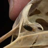 Flesh-eating beetles clean bones in USU veterinary program