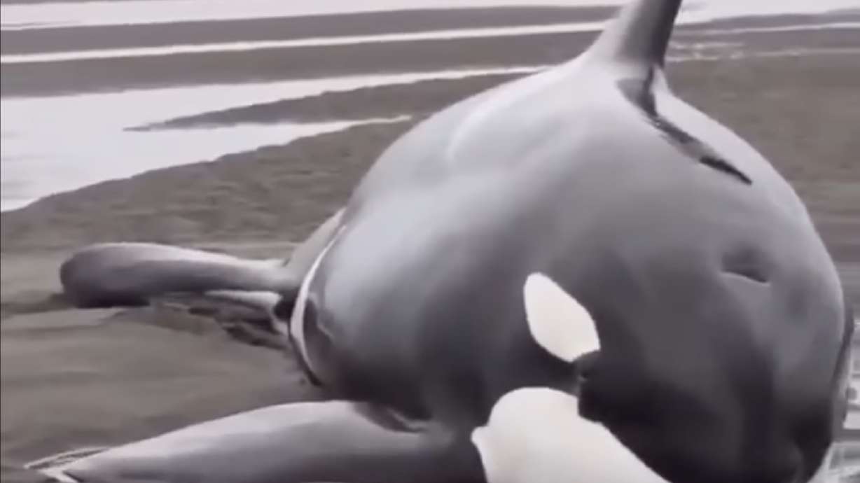 Is there anything more terrifying than orcas on the hunt? They're as tenacious as they are voracious.