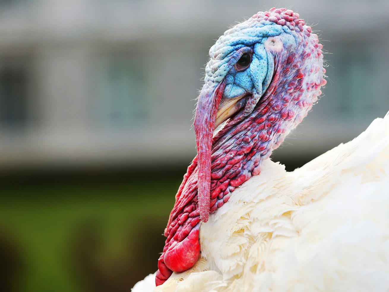 Norbert the turkey is pardoned by Utah Gov. Gary Herbert at the Capitol in Salt Lake City on Nov. 24, 2015. For
those planning to feature the classic American bird in upcoming holiday meals, some strategy may be in order as U.S turkey prices will be up significantly over last year and those fat gobblers are going to be harder to come by.