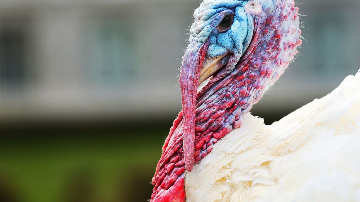 Norbert the turkey is pardoned by Utah Gov. Gary Herbert at the Capitol in Salt Lake City on Nov. 24, 2015. For
those planning to feature the classic American bird in upcoming holiday meals, some strategy may be in order as U.S turkey prices will be up significantly over last year and those fat gobblers are going to be harder to come by.
