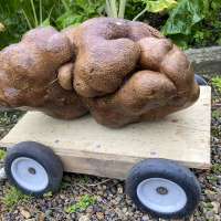 Doug the ugly New Zealand potato could be world's biggest