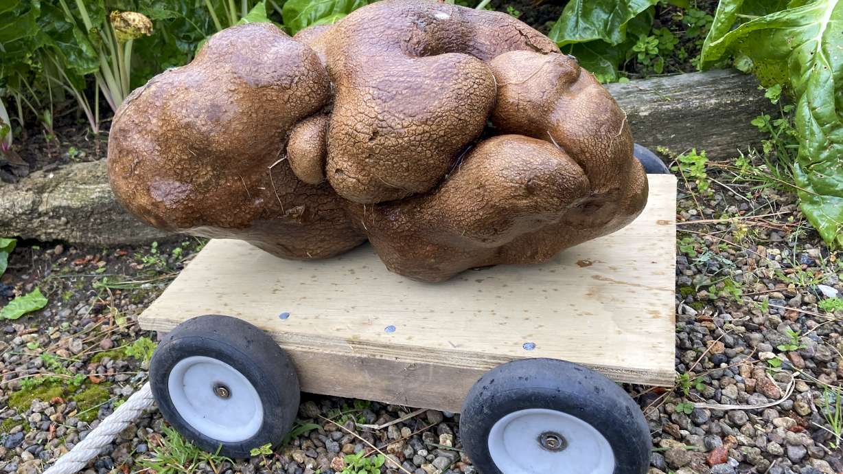 A large potato sits on a trolly in a garden at Donna and Colin Craig-Browns' home near Hamilton, New Zealand, on Wednesday. The New Zealand couple dug up a potato the size of a small dog in their backyard and have applied for recognition from Guinness World Records. They've named the potato Doug, because they dug it up.