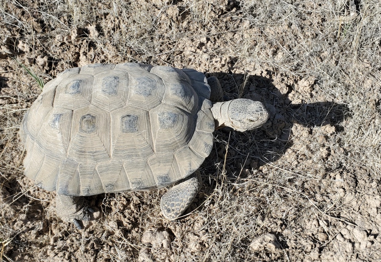 A photo of a Mojave desert tortoise that was illegally seized in June 2021. Utah wildlife officials said they've dealt with nine tortoise cases this year, an uptick from the past.