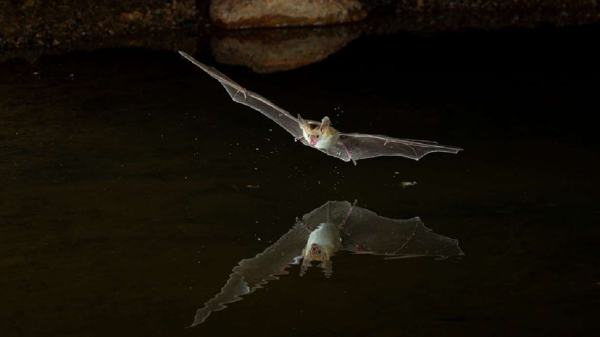 A bat flies during feeding time in Arizona. Bats are considered one of the biggest carriers of rabies.