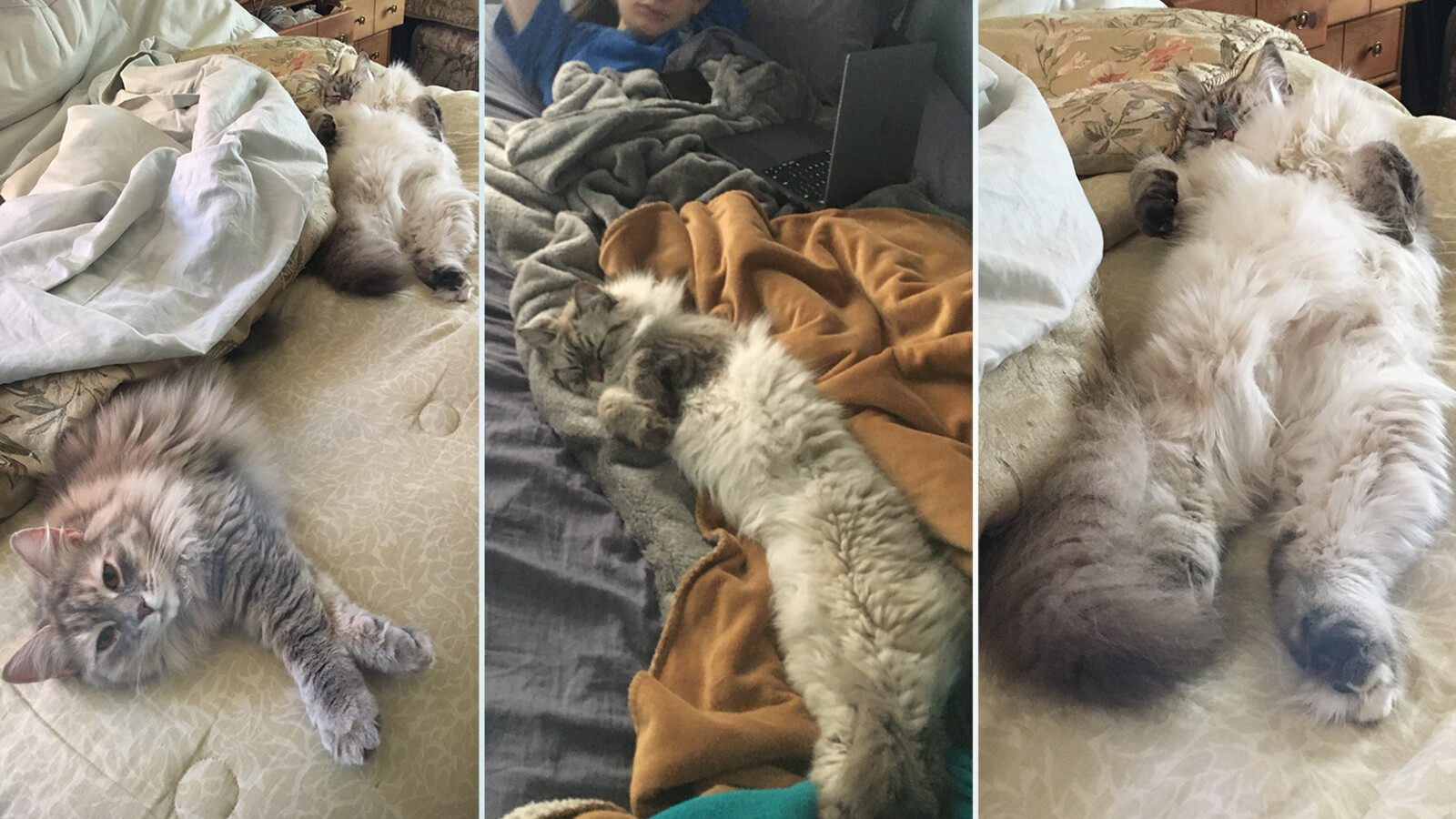 "Hi, I'm Lynx (center and right), a 2-year-old Siberian. I must sleep with one of my humans, so I can walk or sit on them or try to smell their breath. I also enjoy draping my 2-foot-long body across their necks at about 3 a.m. My sister Luna (left) likes to sit on feet and bite them during the night."