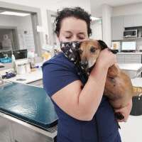 Front-line fatigue: Pandemic pressures pouncing on taxed veterinarians