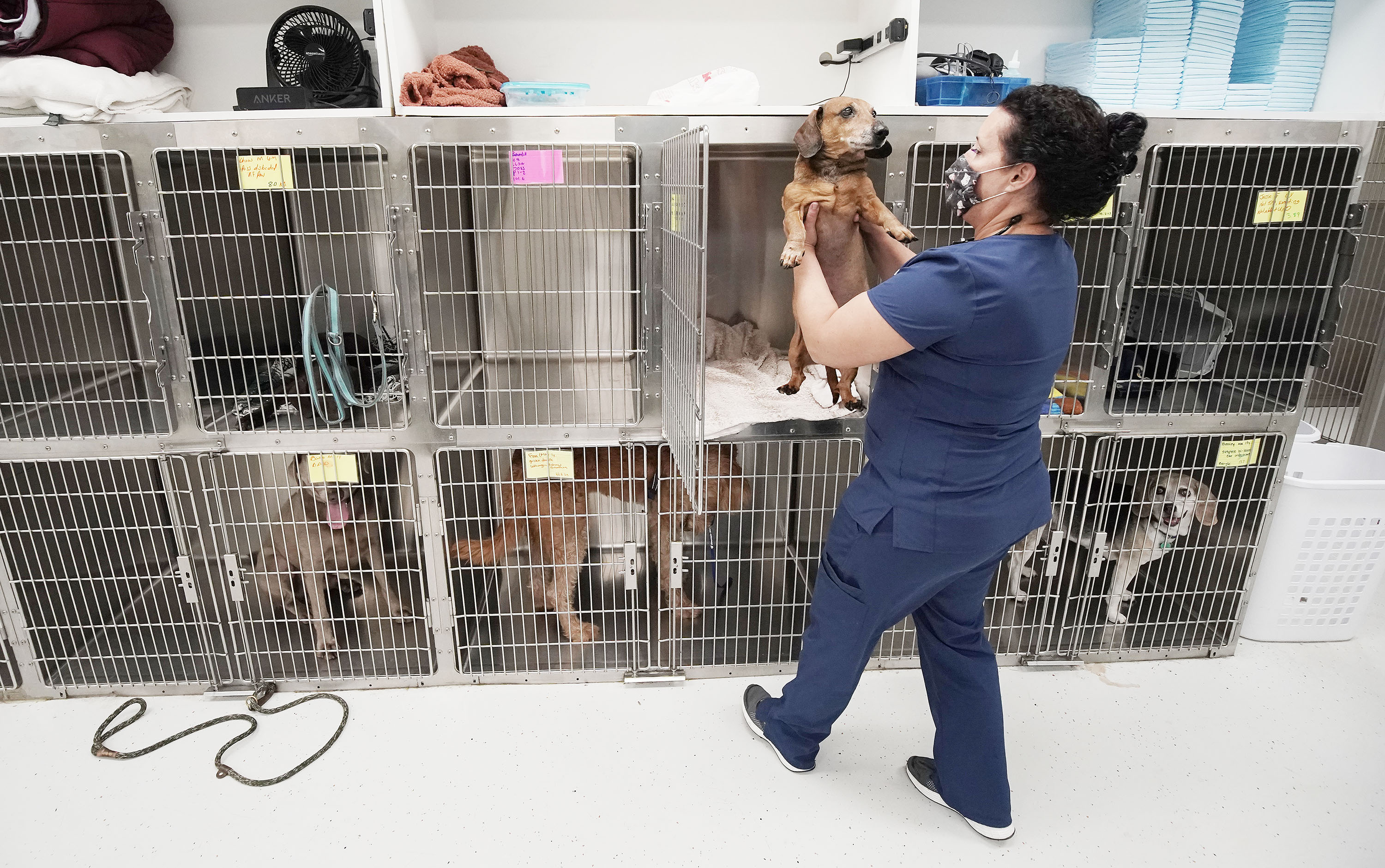 Dr. Kara Tassone, Mountain West Veterinary Specialists, prepares to examine a dachshund at the clinic in Layton on Friday.