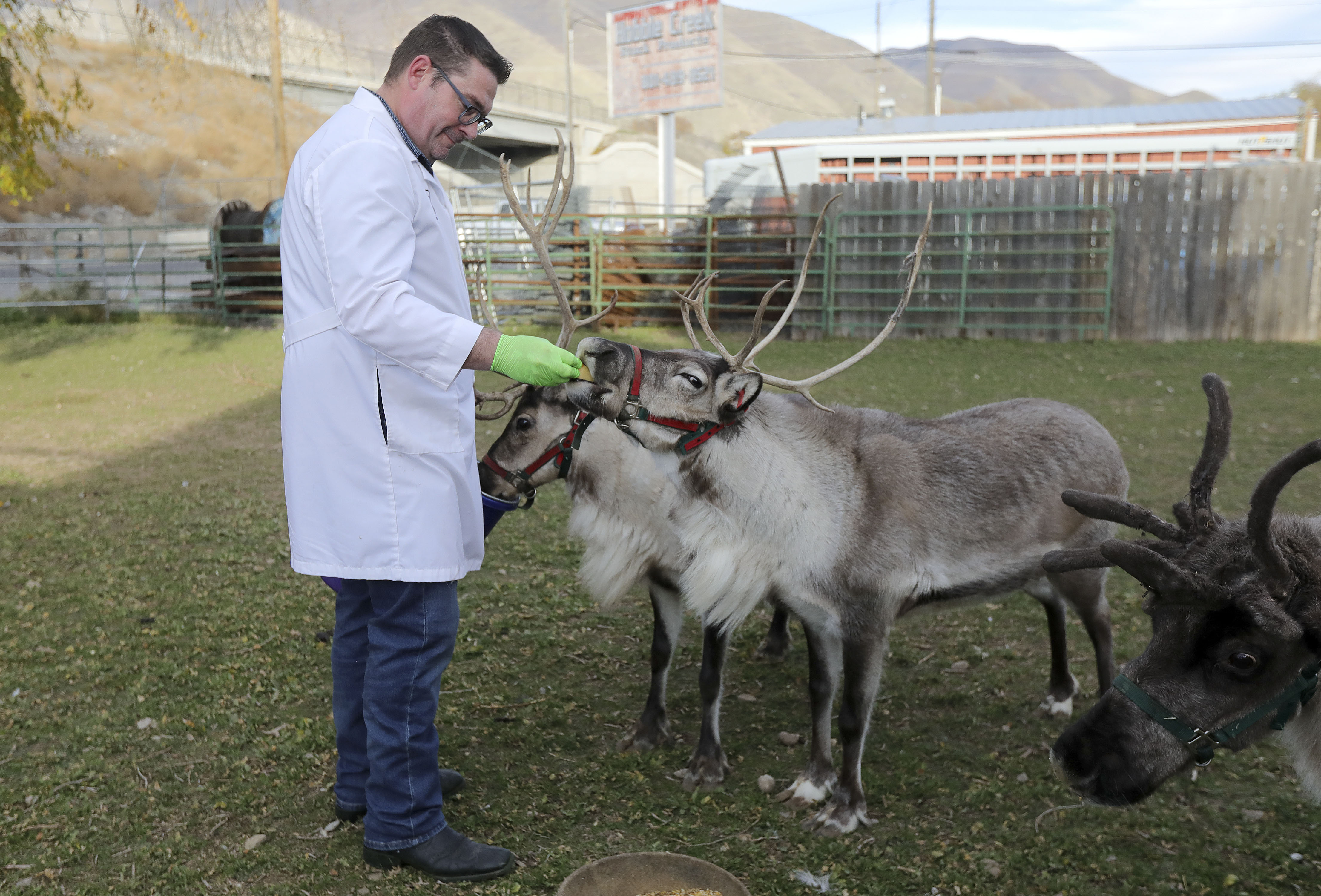 Dr. Isaac Bott feeds his pet reindeer after finishing his workday as a veterinarian, outside of Mountain West Animal Hospital in Springville on Thursday. When work gets emotionally hard, such as after euthanasia, Bott says he comes outside to spend time with the reindeer.