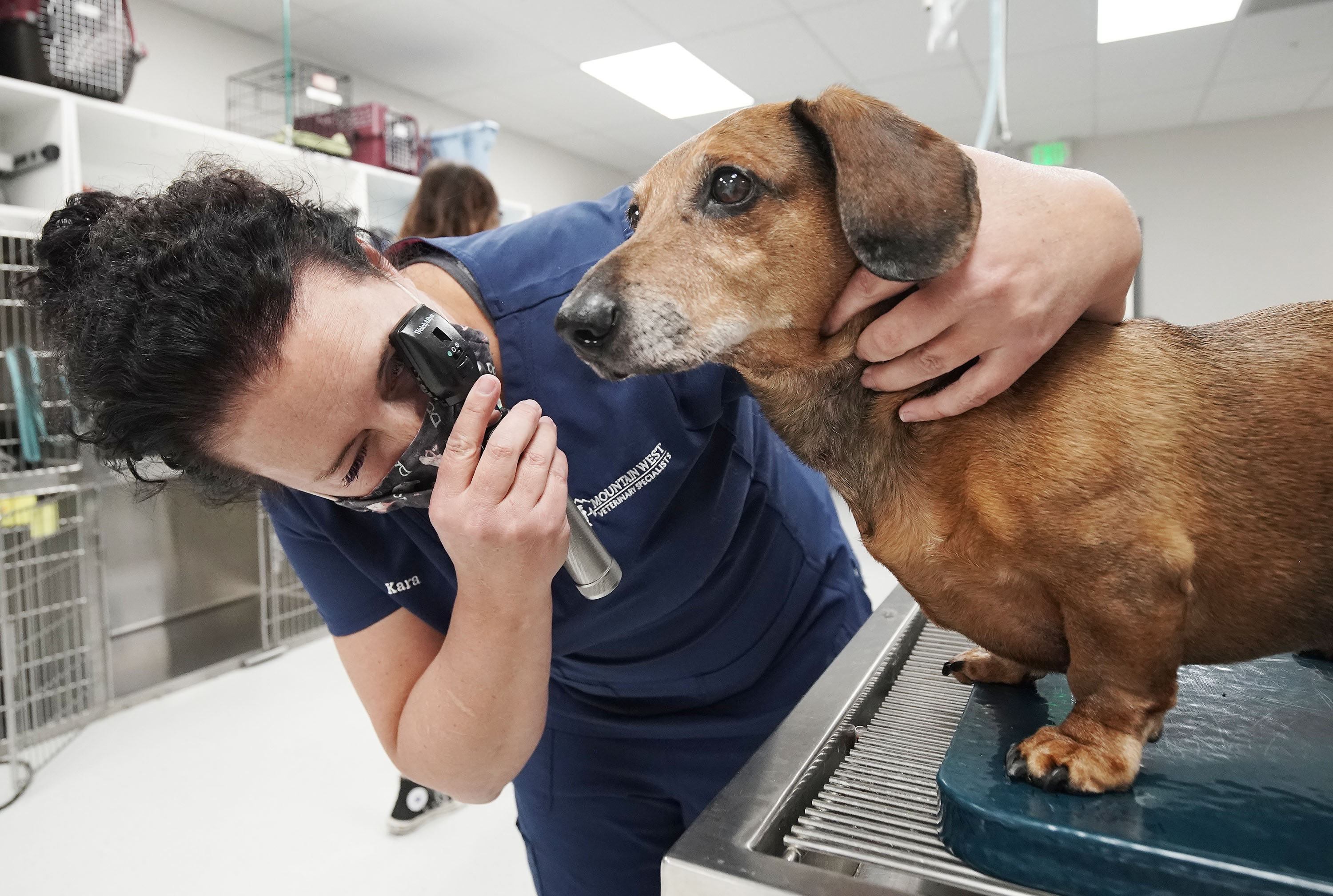 Dr. Kara Tassone, Mountain West Veterinary Specialists, examines a dachshund at the clinic in Layton on Friday.