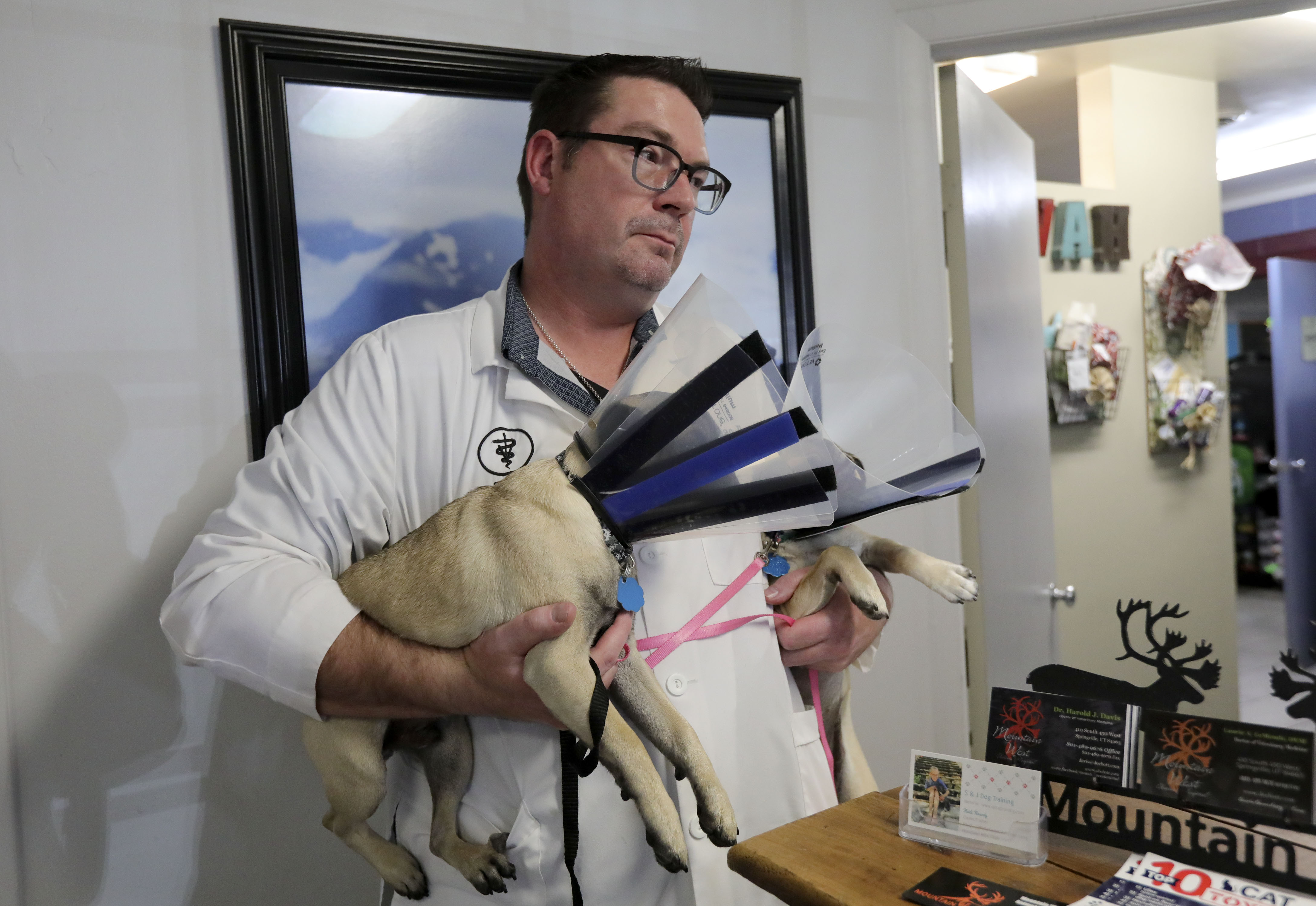 Dr. Isaac Bott, a veterinarian, holds a couple of pug patients after surgery at Mountain West Animal Hospital in Springville on Thursday.