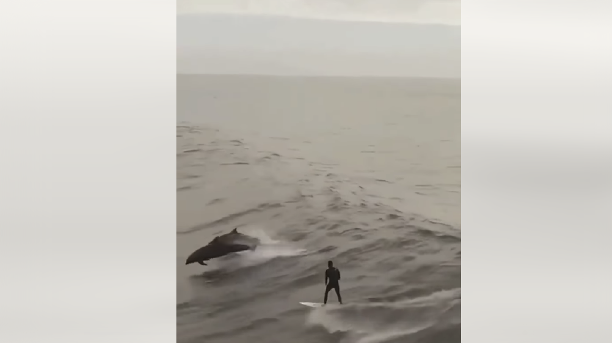 Have You Seen This? Surfer shares wave with the locals.