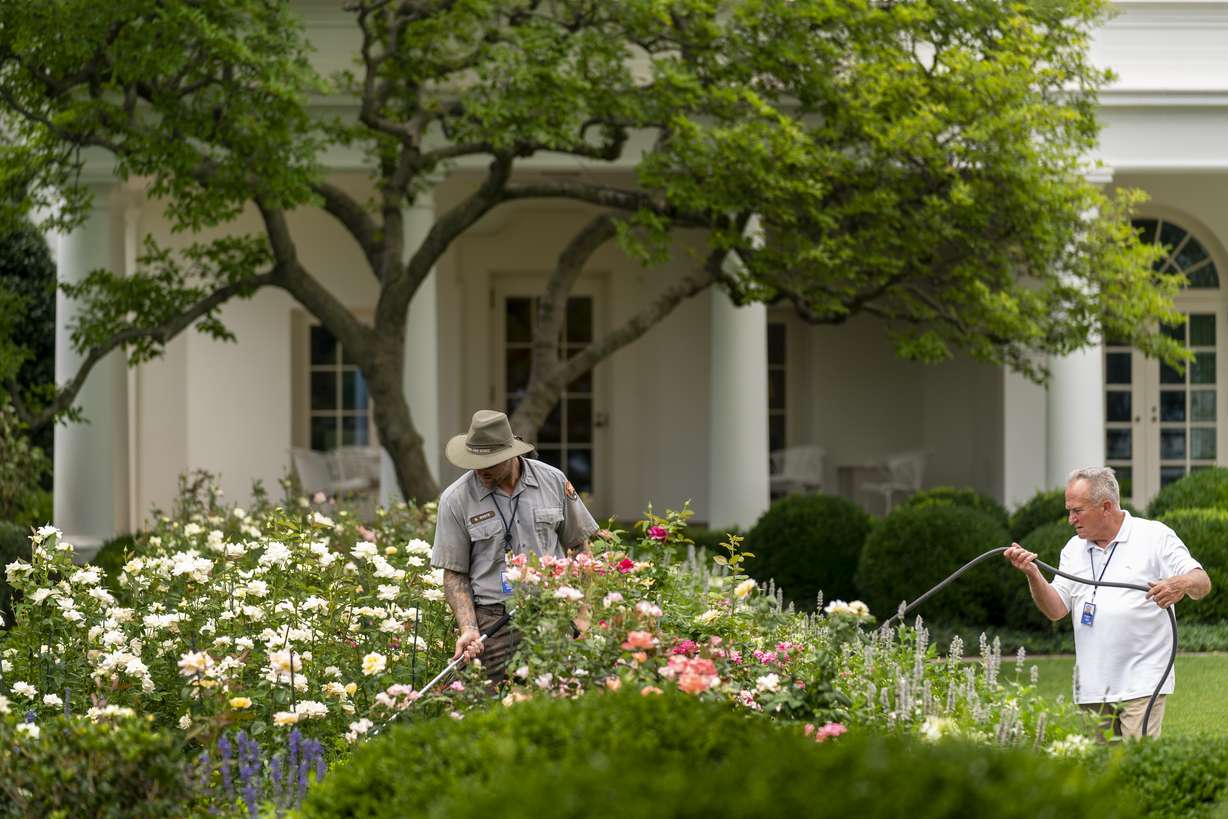 The Oval Office is visible behind a U.S. Park Service worker watering in the Rose Garden in Washington, July 13.