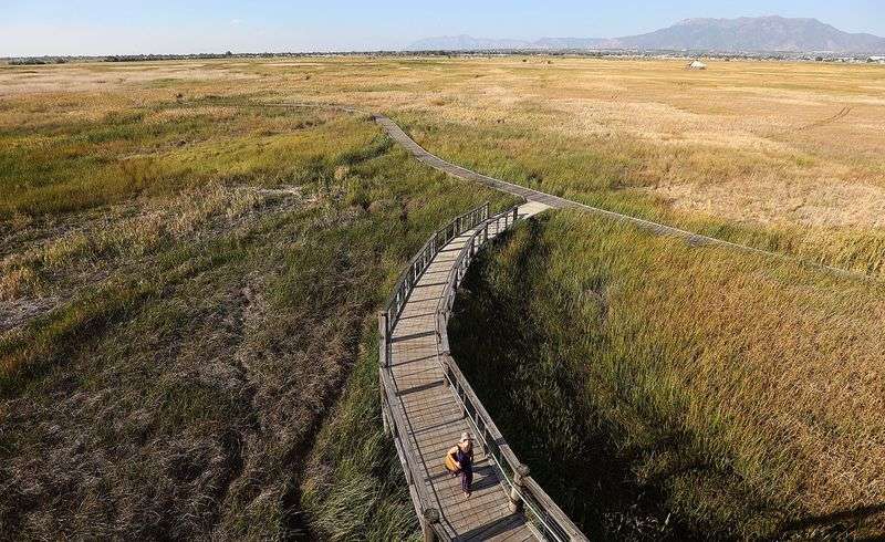Heather Root walks through the Great Salt Lake
Shorelands Preserve in Layton on Monday, Sept. 13. The 4,400-acre preserve was The Nature Conservancy’s first preserve in Utah
and is used by between 4 million and 6 million birds
annually.