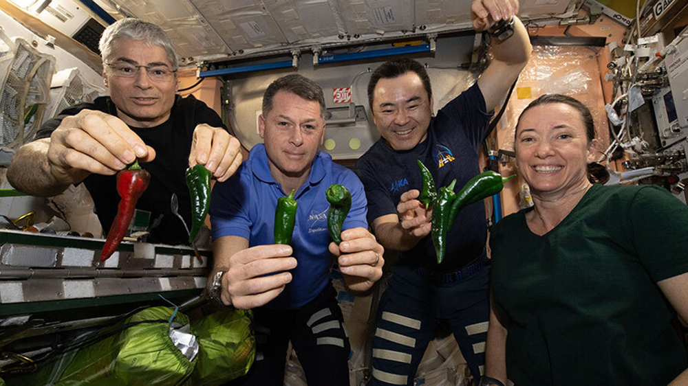 NASA Astronauts, from left, Mark Vande Hei, Shane Kimbrough, Akihiko Hoshide and Megan McArthur, pose with chile peppers grown aboard the International Space Station on Nov. 5.