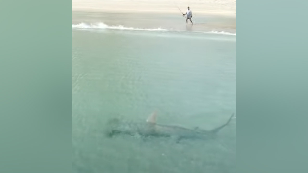 Have You Seen This? Fisherman spots huge shark right off the beach