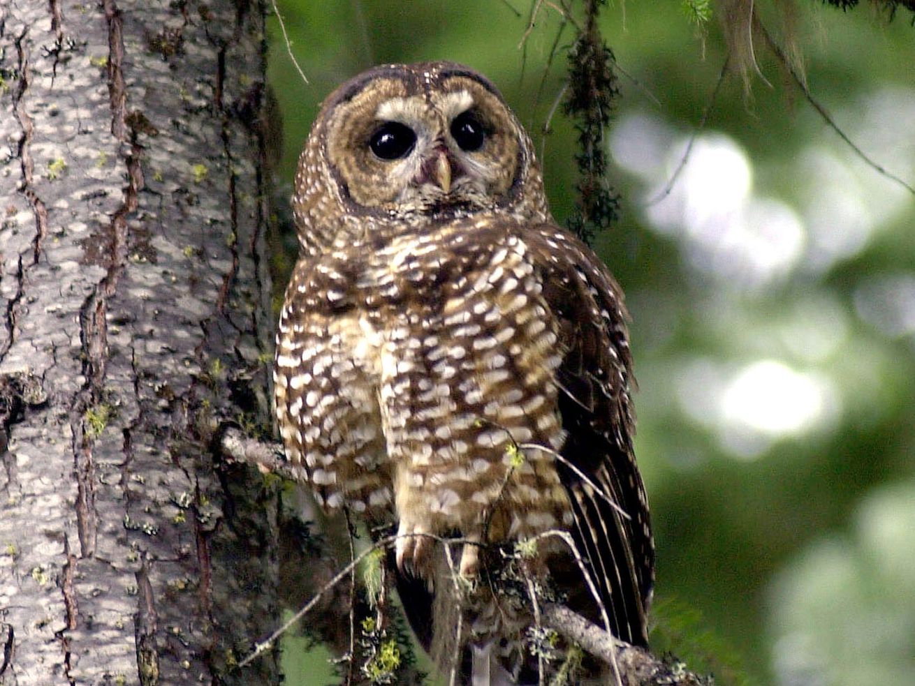 A northern spotted owl sits on a fir tree branch in the
Deschutes National Forest near Camp Sherman, Ore., on May 8, 2003.
The U.S. Fish and Wildlife Service said Tuesday it is proposing to
reverse a Trump era decision to eliminate critical habitat
protections for the northern spotted owl in the Pacific Northwest.
