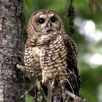 Did Trump mess with the northern spotted owl? Feds say yes