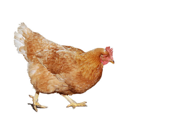 Animal Activists Claim Theft, but Farm Finds No Missing Hens