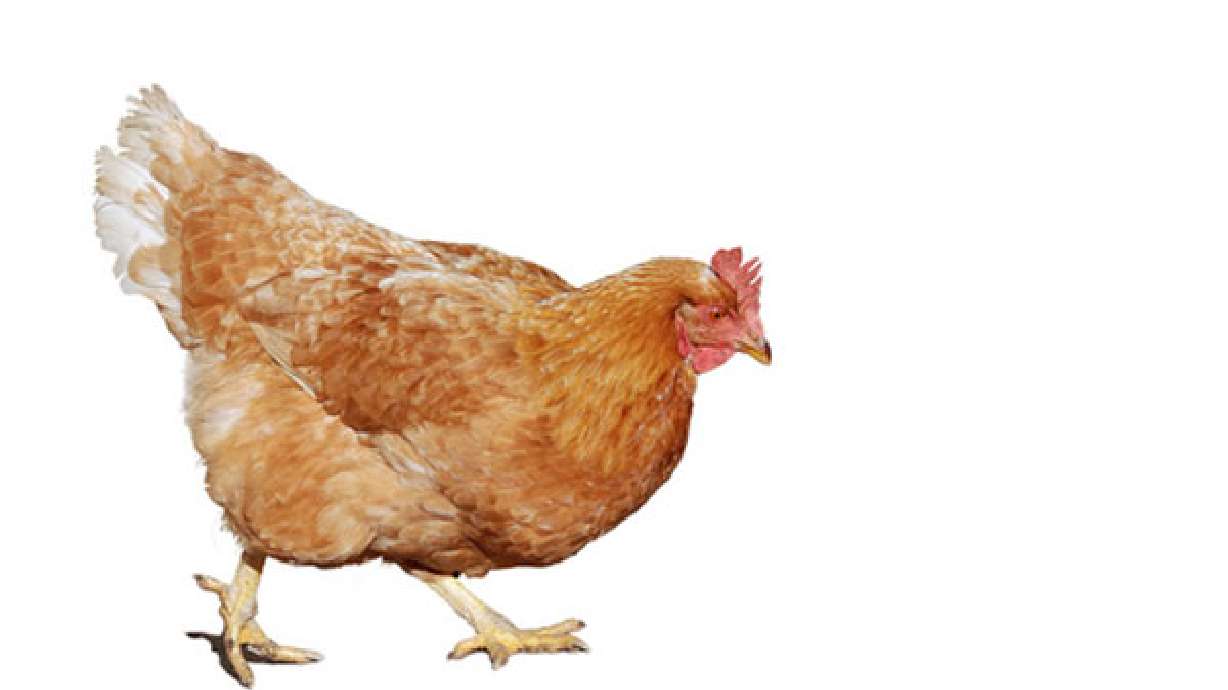 Urban chick: City lets residents have hens at home