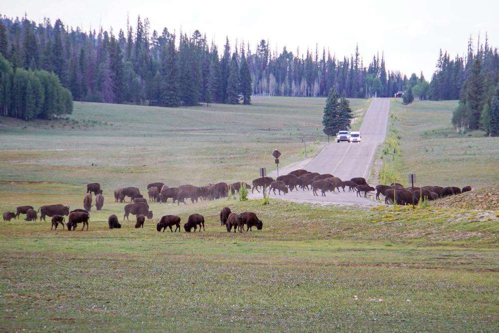 In this photo provided by Grand Canyon National Park, a herd of bison crosses a highway near the entrance to the North Rim of the park in Arizona on Aug. 30.