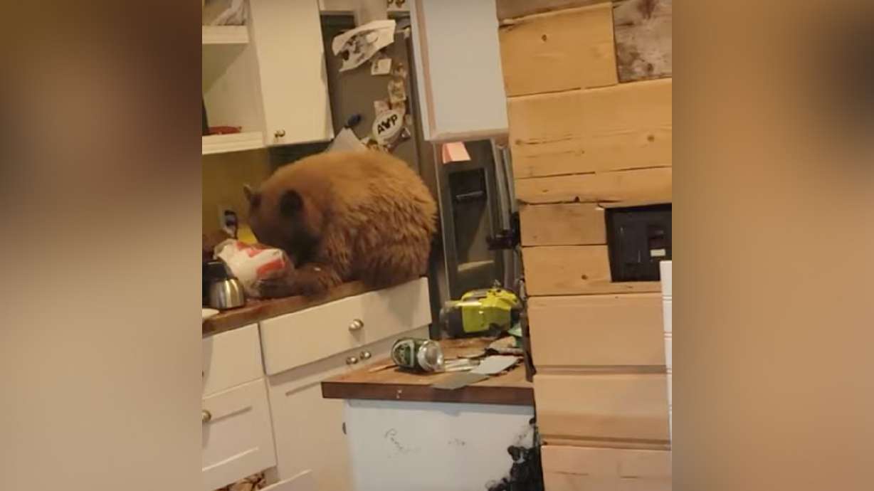 Have You Seen This? Bears are now breaking into homes and stealing KFC