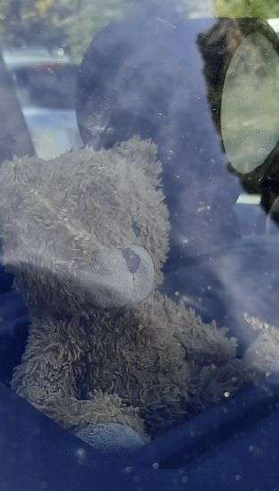 In this photo provided by Terri Hayden, Naomi's Pascal's stuffed bear, Teddy, is pictured on the dash of a park ranger's pickup truck in Glacier National Park, Mont., on Sept. 30. Naomi had lost the bear in the park nearly a year earlier. A family friend spotted the bear on the dash, contacted rangers and was able to get the bear back to Naomi in Jackson, Wyo.