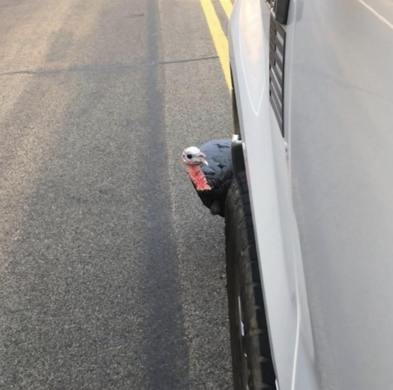 Fruit Heights community mourns the loss of Kevin, its wild turkey mascot