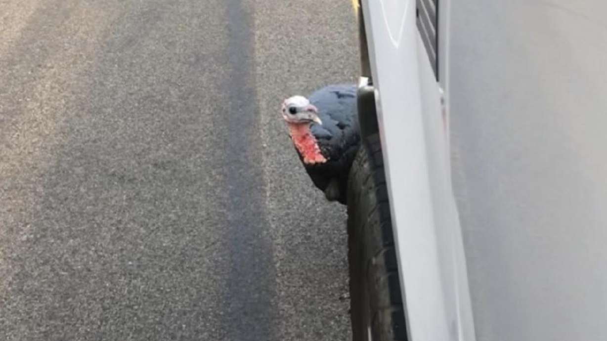 Residents of a Davis County community mourned the loss of a beloved turkey that they affectionately named Kevin.