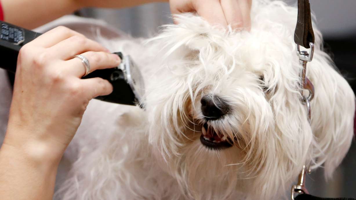 A groomer trims the fur of a Bichon Frise dog at the pet grooming salon "Happy Puppy" in Brussels, Belgium, on Dec. 2, 2017. From regular grooming to food to medical care to the spoiled stylings of pajamas and jackets and special collars, the dollars for pet care add up quickly.