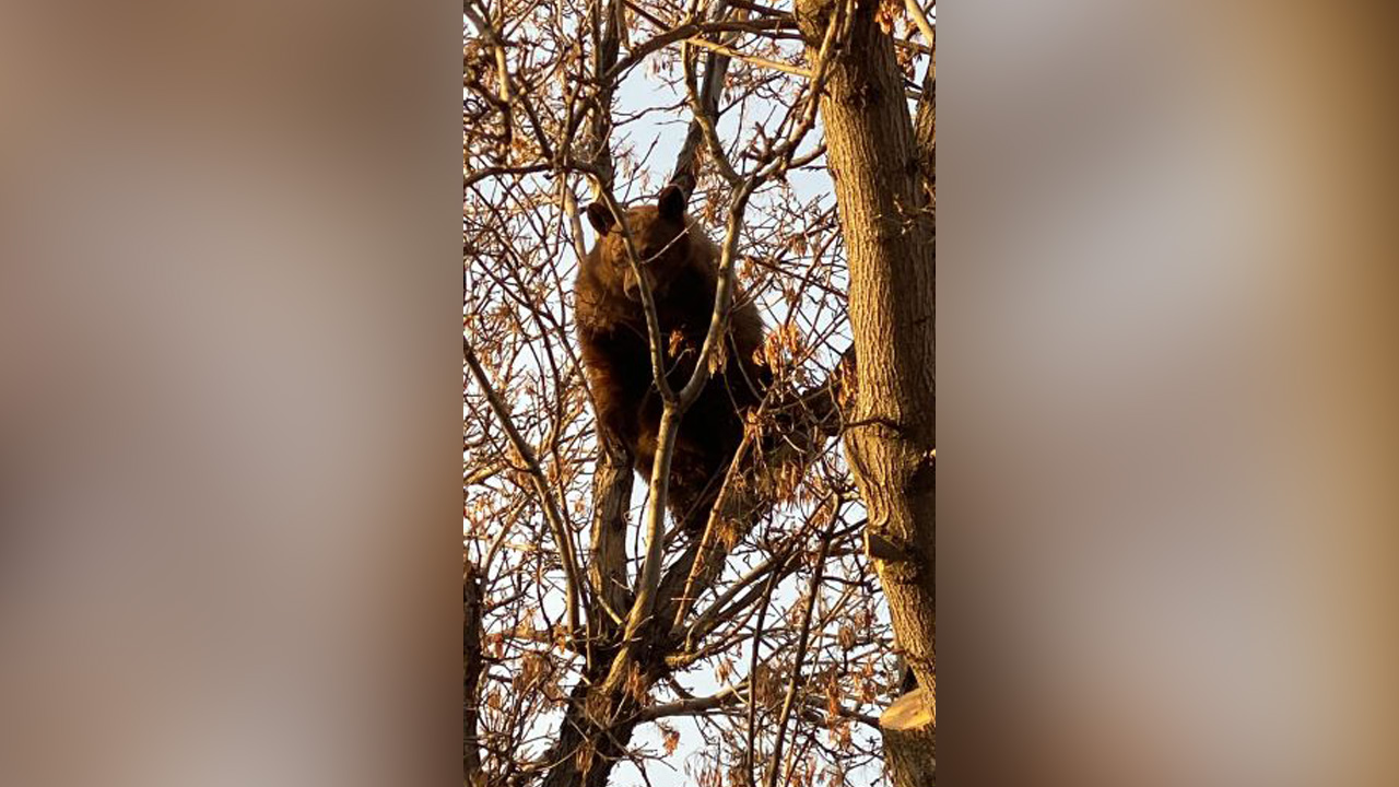 The southern Utah town of Richfield experienced a "commotion" Monday morning when a bear climbed a tree downtown, police said.