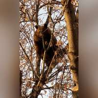 Bear climbs tree in Richfield, creating 'commotion' in town