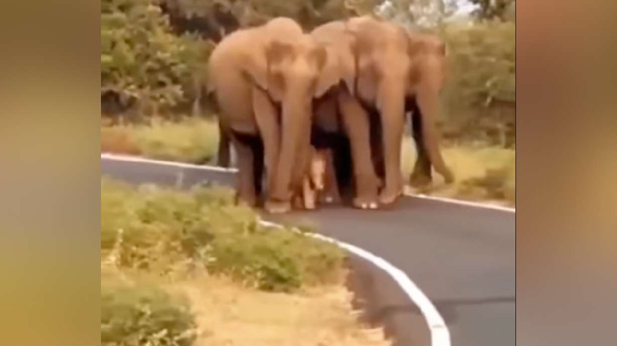 Have You Seen This? Elephants take "helicopter parenting" to a new level.