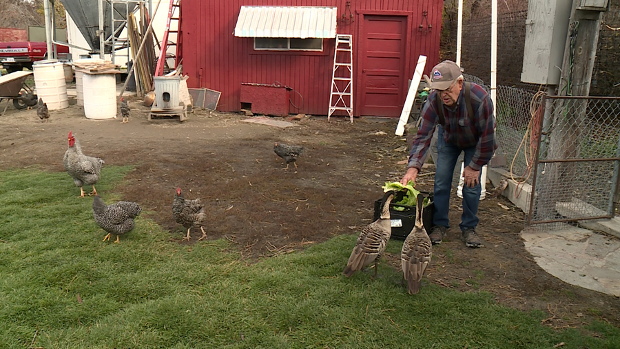 Doug Eames at his aviary in Logan.