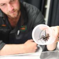 'Megaspider' is biggest of its kind we've ever seen, Australian reptile park says