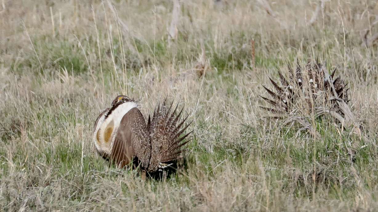Male greater sage grouse gather in a lek to perform a strutting display near Henefer on May 6, 2018. Utah Sens. Mitt Romney and Mike Lee co-signed a letter Tuesday urging colleagues to keep the species off a federal protection list.