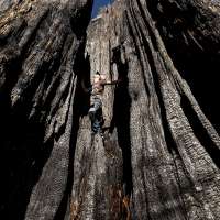 Wildfires torched up to a fifth of all giant sequoia trees