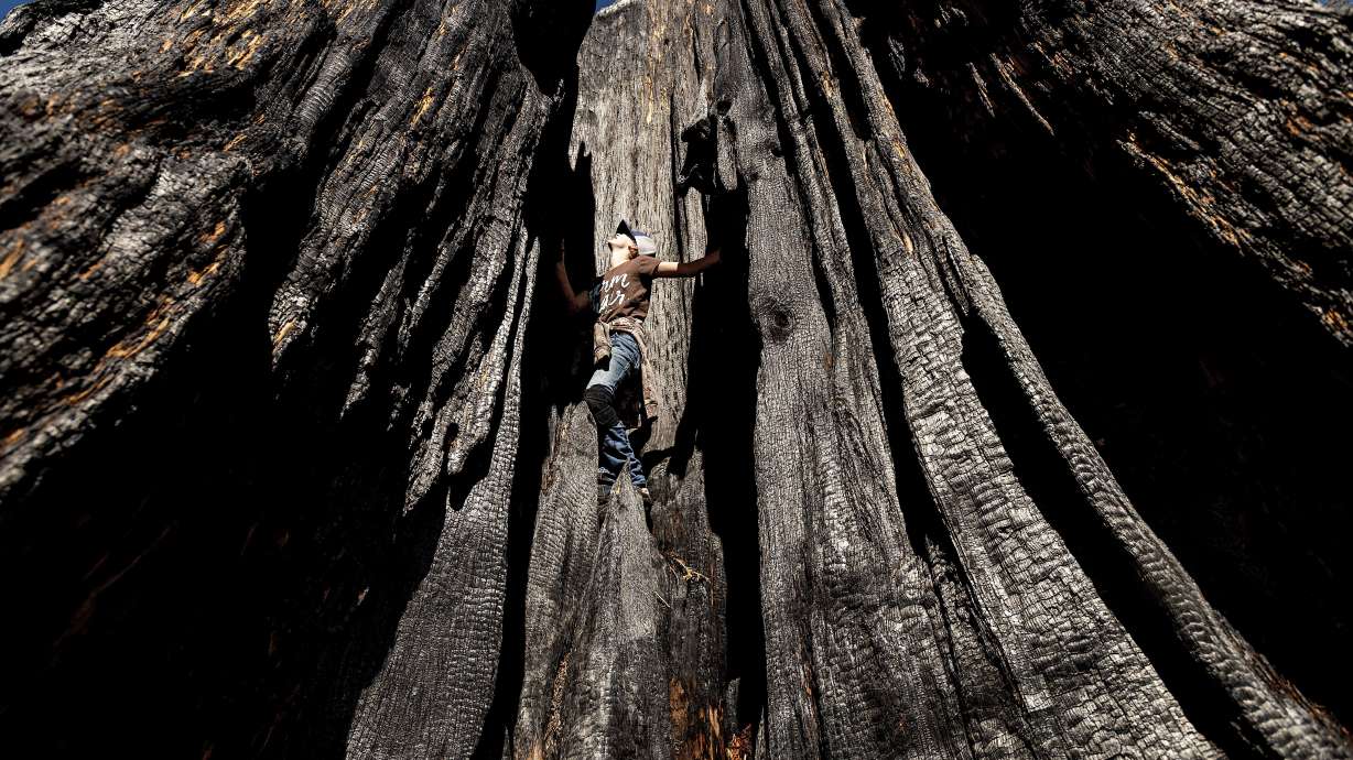 Ashtyn Perry, 13, climbs a scorched sequoia tree on Oct. 27 in Sequoia Crest, Calif. Sequoia National Park says lightning-sparked wildfires in the past two years have killed a minimum of nearly 10,000 giant sequoia trees in California. The estimate released Friday accounts for 13% to 19% of the native sequoias that are the largest trees on Earth.