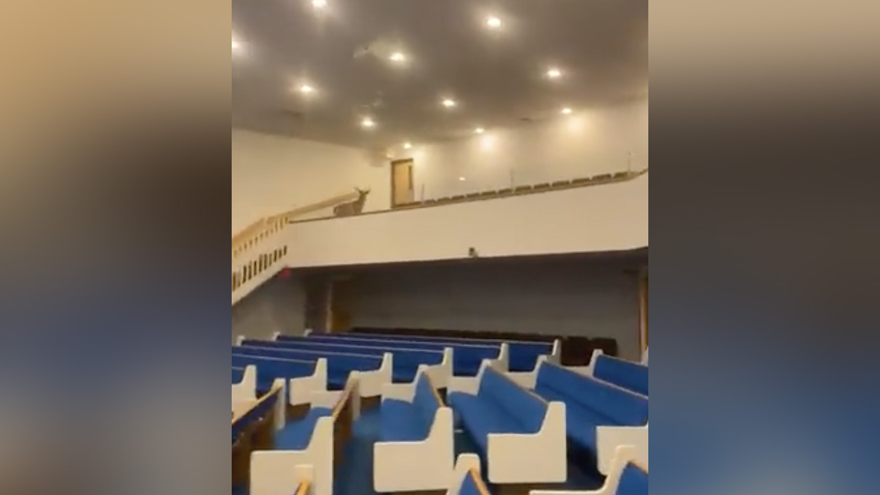 Have You Seen This? Deer seeks sanctuary in church as hunting season begins