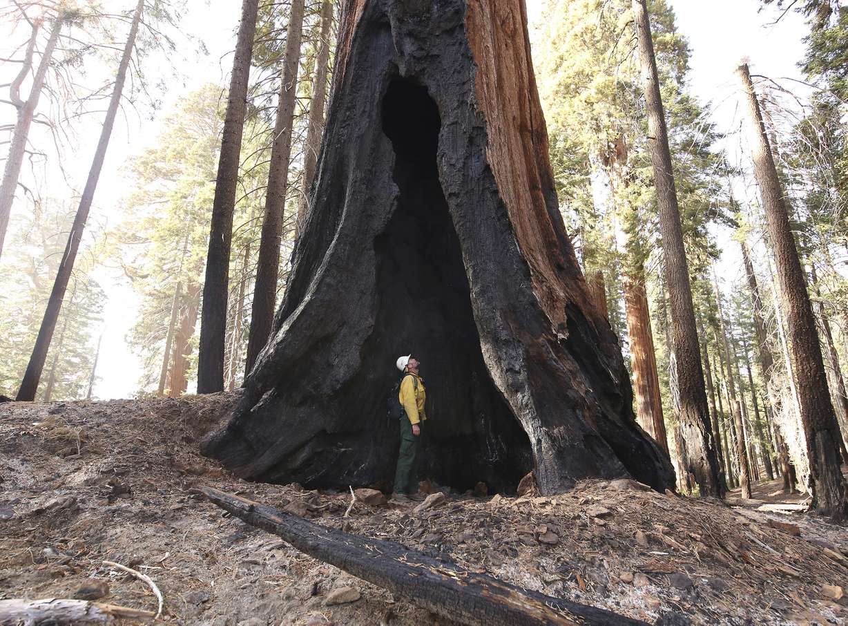 Assistant Fire Manager Leif Mathiesen, of the Sequoia & Kings Canyon Nation Park Fire Service, looks for an opening in the burned-out redwood tree from the Redwood Mountain Grove which was devastated by the KNP Complex fires earlier in the year in the KingsCanyon National Park, Calif., Friday, Nov. 19, 2021.